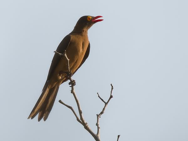 Roodsnavelossenpikker (Buphagus erythrorhynchus)